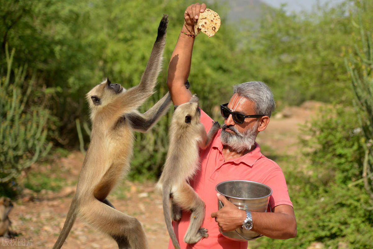 猴哥悠着点!印度社工喂猴子遭猴群讨食包围