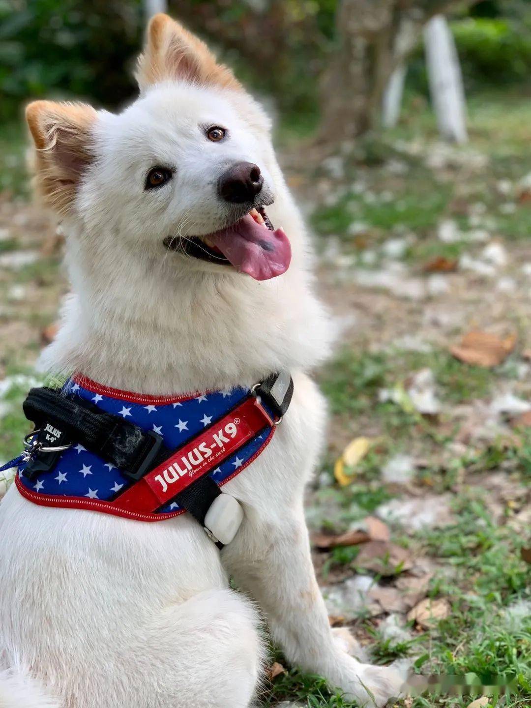 又一波超高颜值田园犬来咯