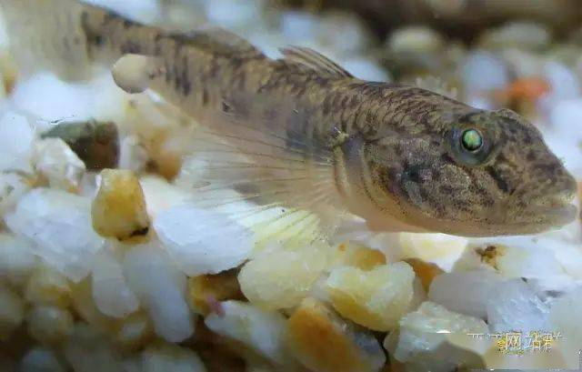 中意的上场了好多蝉条放生,只要了旁皮和一些.