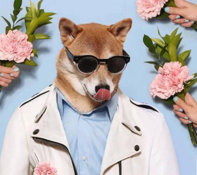 当这只柴犬穿上了人类服装,这气质简直绝顶