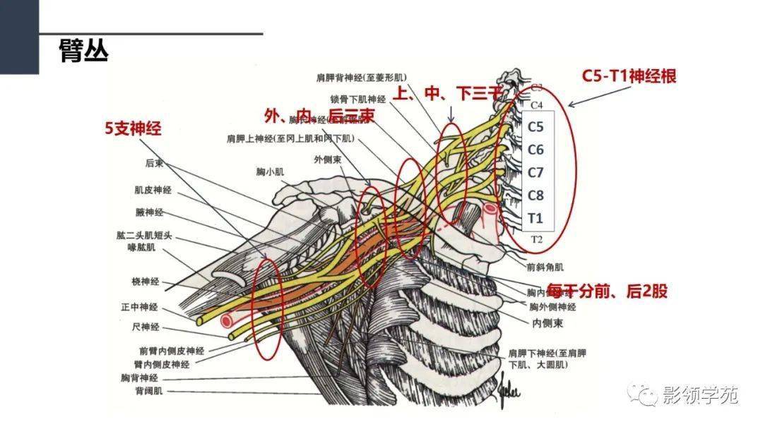 肩關節解剖及常見疾病影像表現