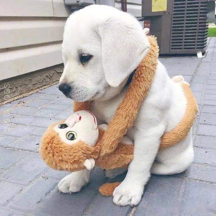 狗狗不敢去医院叼上玩偶给自己壮胆又怂又萌的