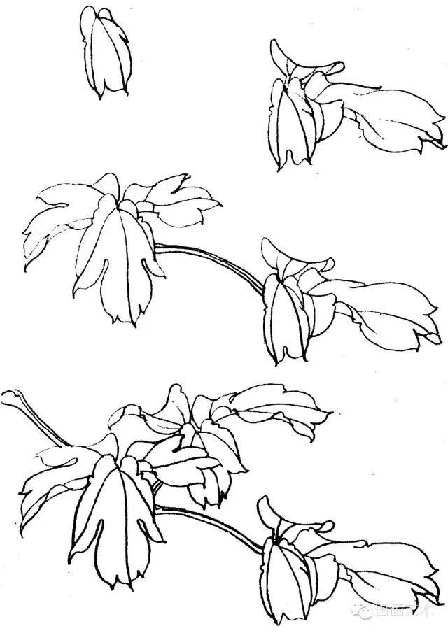 怎樣畫勾線牡丹