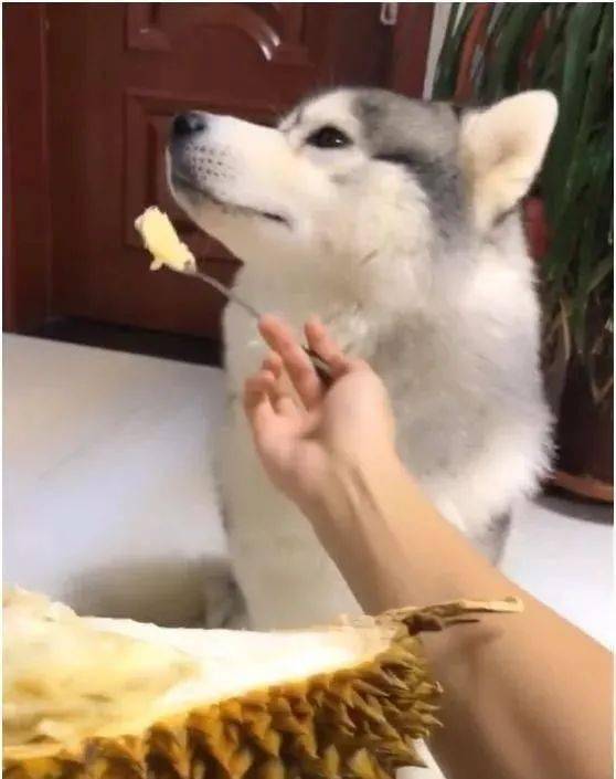 主人让二哈和猫咪吃榴莲二哈吃得津津有味猫咪的反应让人笑喷