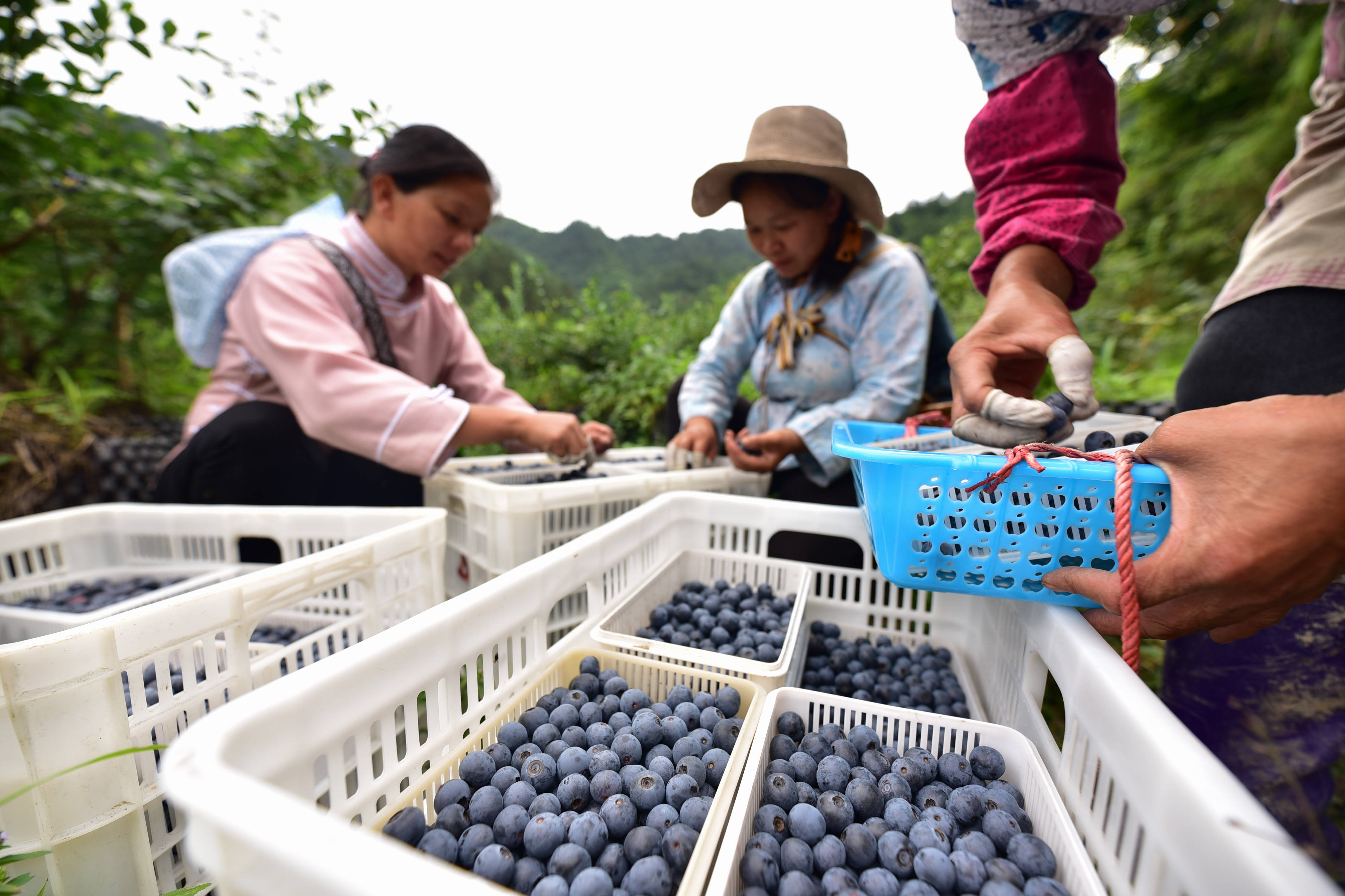 6月17日,村民在贵州省丹寨县排调镇排调村的蓝莓种植基地里分拣蓝莓.