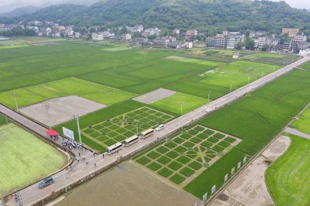 腾蛟镇紧紧围绕乡村振兴发展战略,以美丽乡村建设为契机,全面实施 高