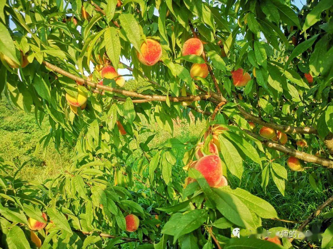 我要的一世合欢桃李满园