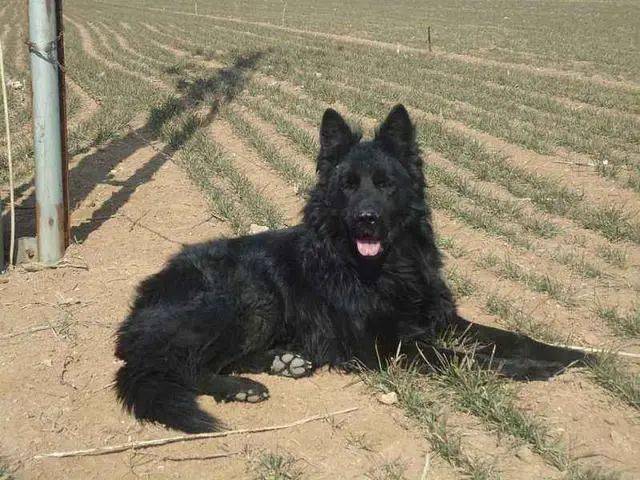 这几种土狗其实都是超酷的品种犬丝毫不输外国狗