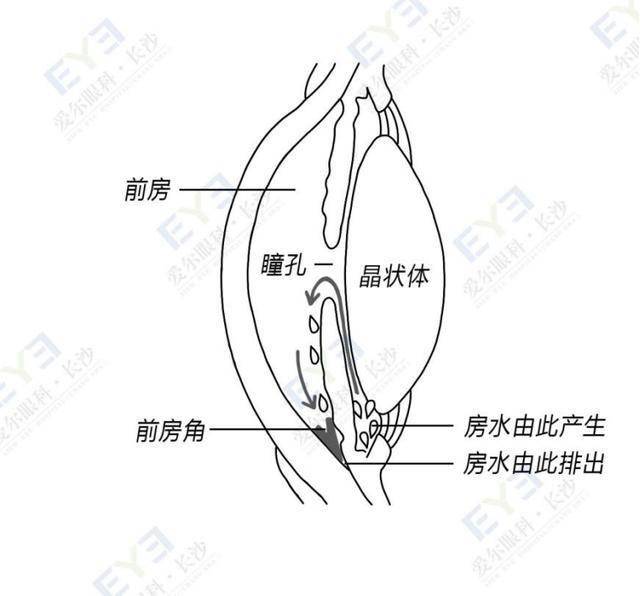 从眼球构成来说,眼睛内有房水,晶状体等组织,共同对眼球壁形成压力,撑