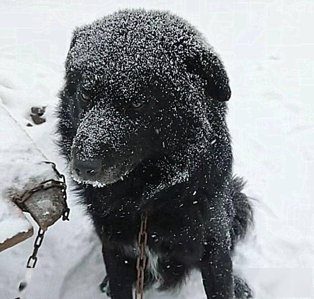 下雪天,主人不让狗狗进屋,狗狗在雪地冷得发抖身上沾满雪