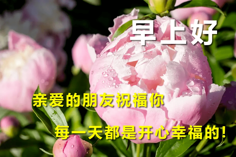 全新早上好問候語動圖溫馨帶字 清晨早安祝福帶字表情圖片大全_朋友