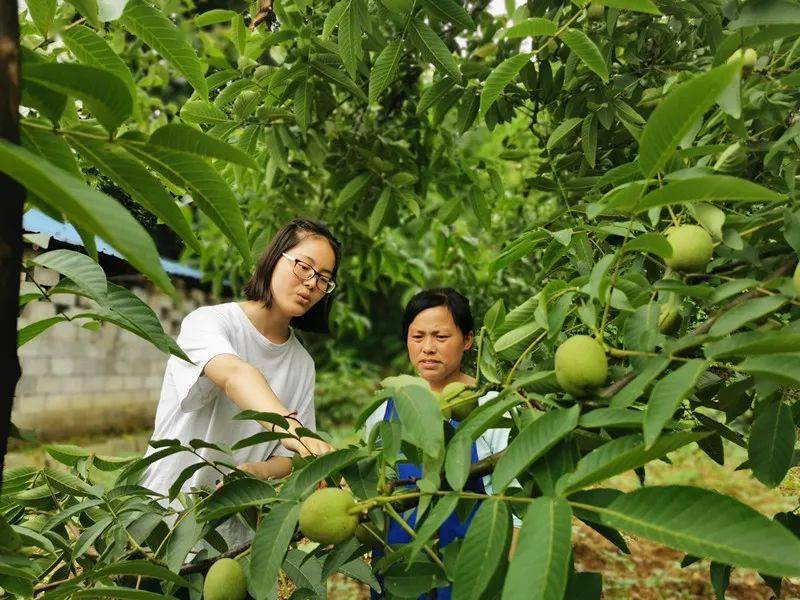 枫香溪镇种下生态核桃树结出群众致富果