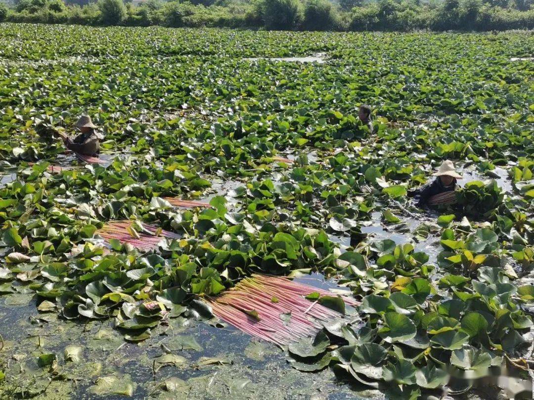 睡莲种植合作社将黄渡,伍湖及周边村的13户建档立卡户全部聘请到基地