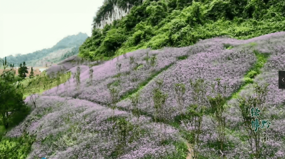 都匀花海图片