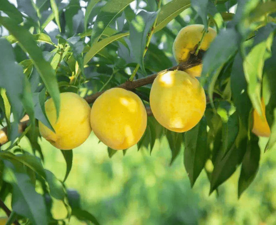 这份恩阳水果指南承包你夏季的甜蜜味道