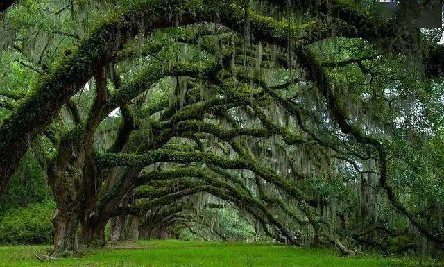 全球最美的十大树木个个是稀世奇观看一眼心醉