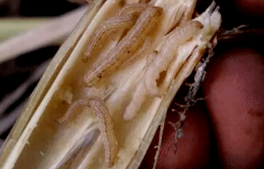 快认清这十大肉虫!防治不当损失惨重!