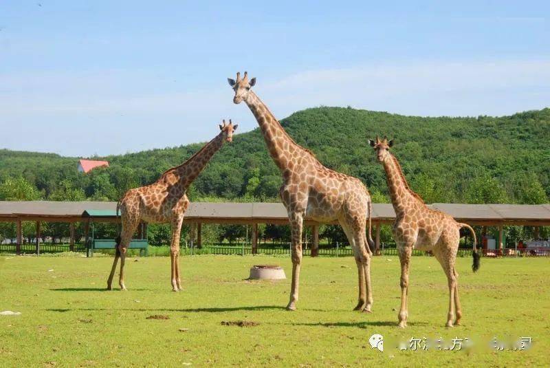 暢遊動物王國 體驗萌寵部落——非洲草食散放區