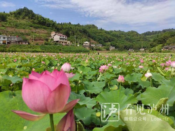 今日夏至丨荷花盛装登场泸州赏荷地图请收好