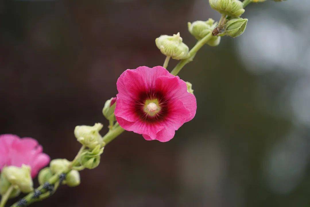 来这个夏意抚人的山间,寻找小确幸吧~_栾花