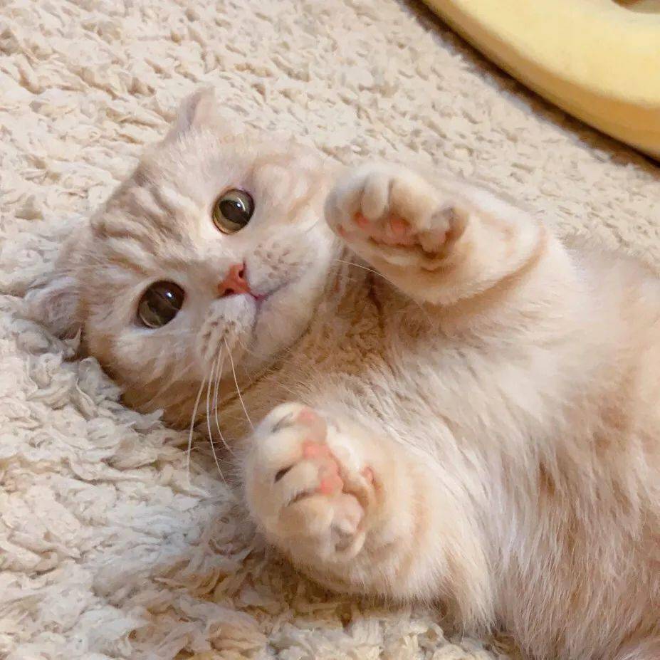 头像打败我的不是天真是天真的热