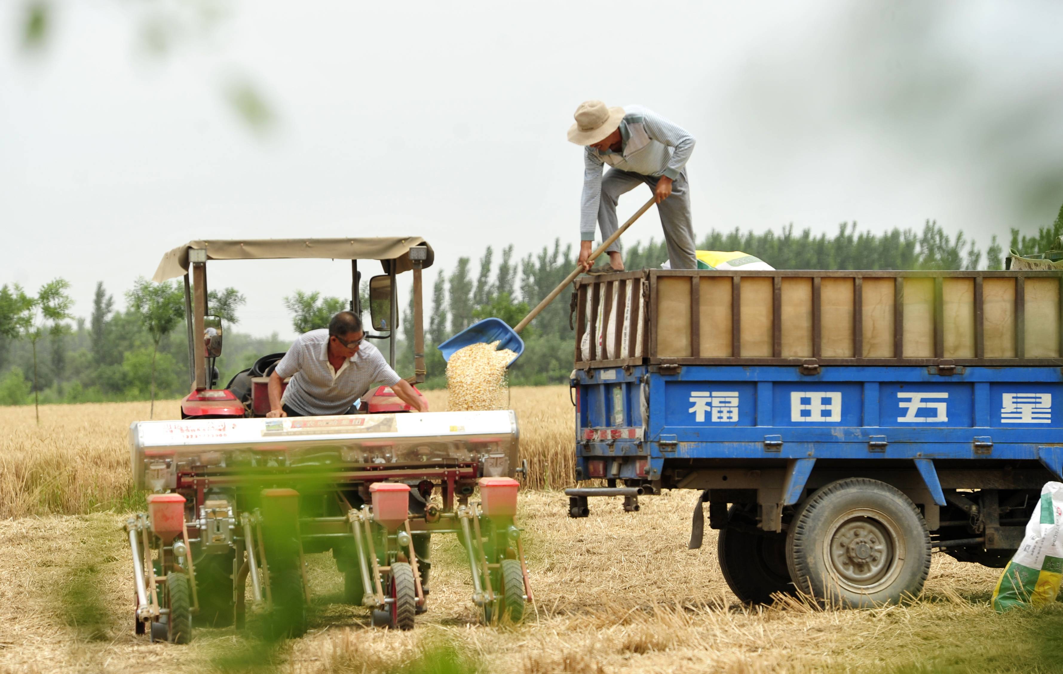 6月21日,河北省河间市景和镇丰尔庄村农民将肥料投入播种机.