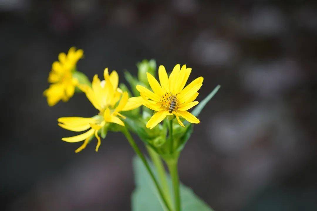 来这个夏意抚人的山间,寻找小确幸吧~_栾花