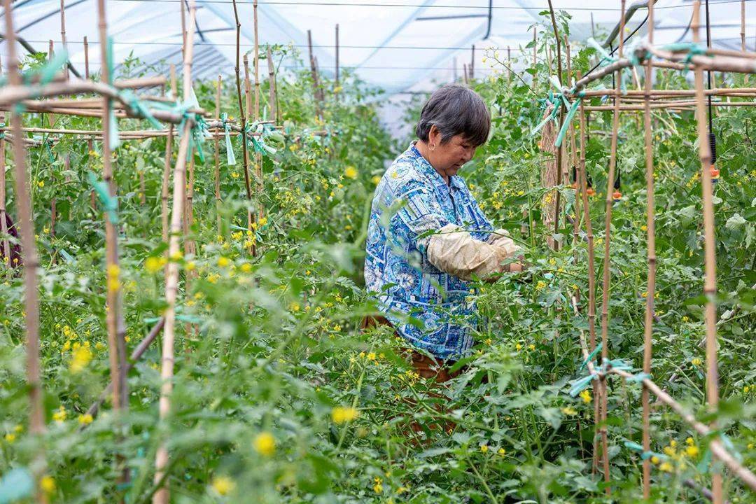 番茄大棚搭架图片大全图片