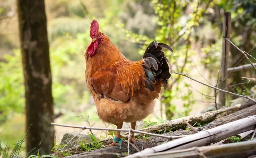 端午节即将到来除了粽子我们还可以吃鸡振宁土鸡优惠活动又来了