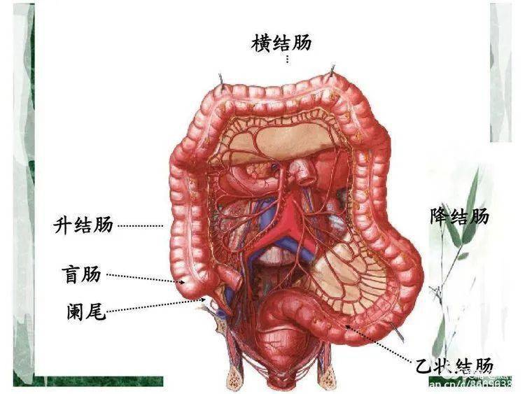 右腹器官图片