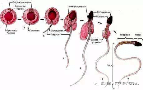 精子从精原细胞变成精子的过程