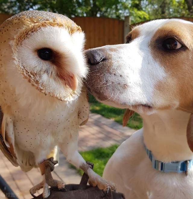 1/ 5 小动物之间"跨越种族的友谊"常常令人羡慕不已.