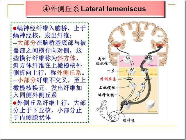 脑干解剖及损害分析