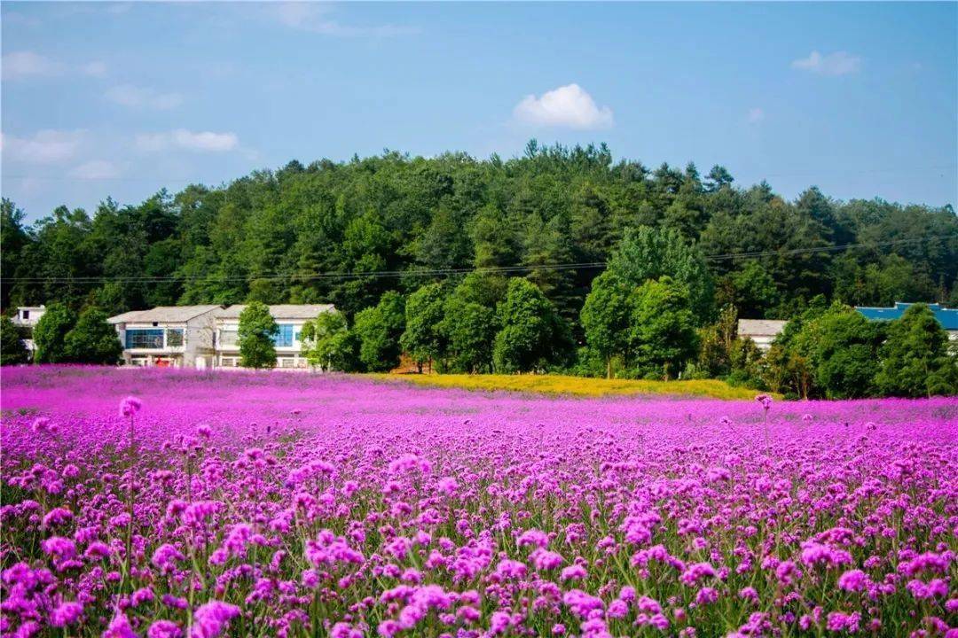 安顺旧州花海图片