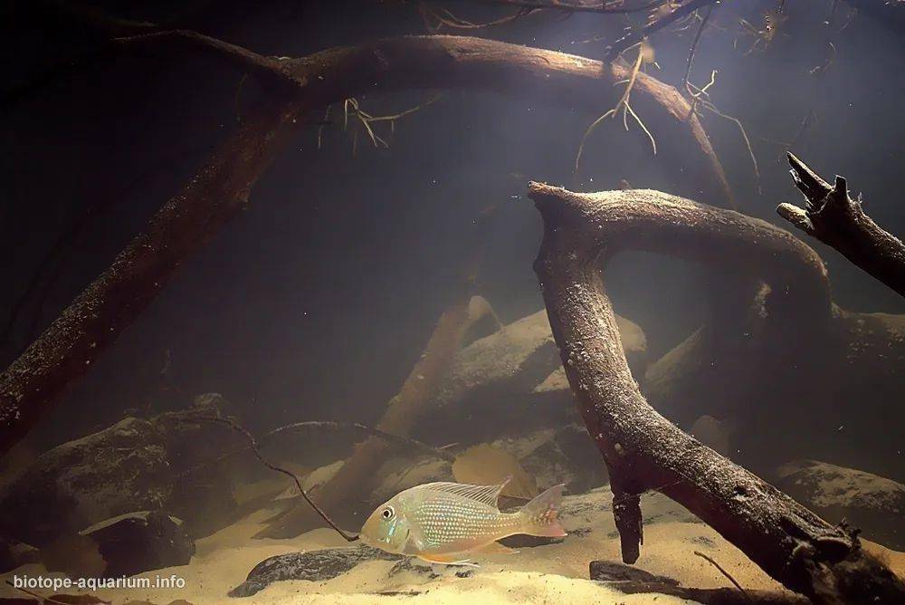 食土鲷 | 品种图鉴 | 栖息地 | 原生态造景