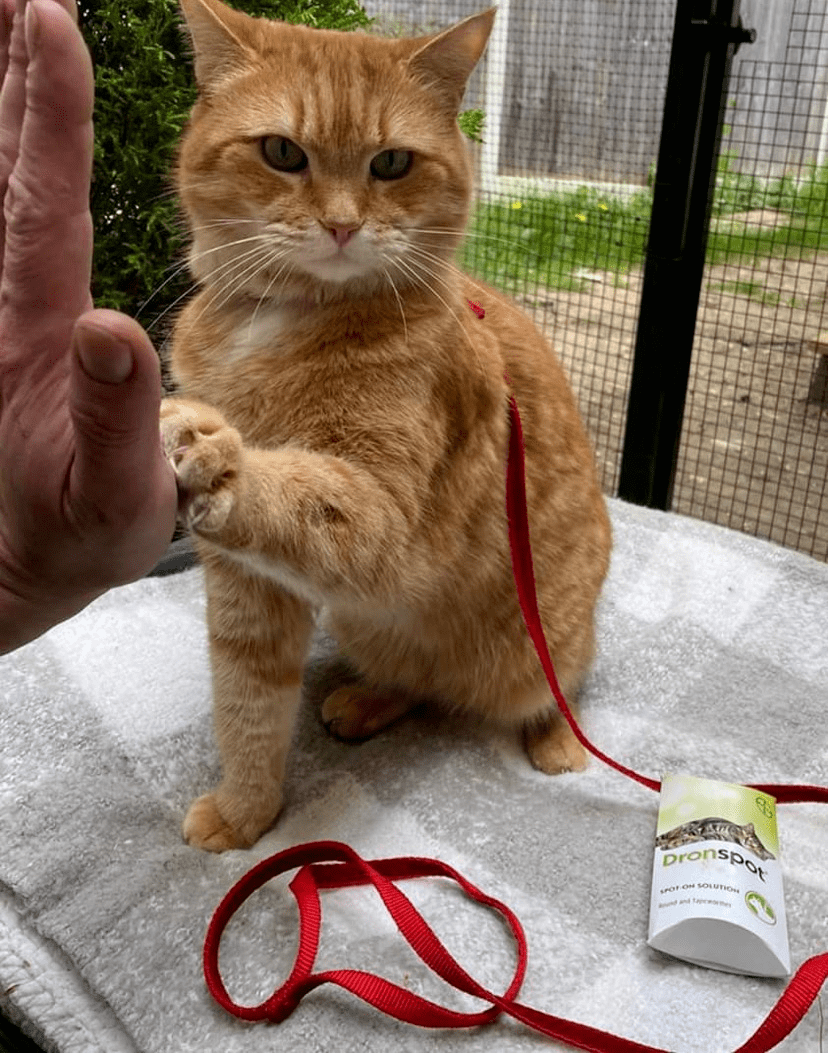 萌猫宝哥流浪猫图片