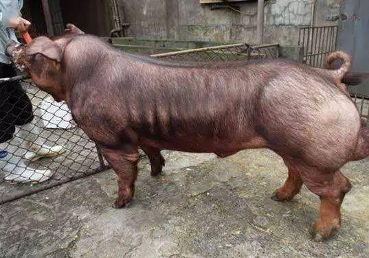 公猪调教那点事分分钟让公猪上架