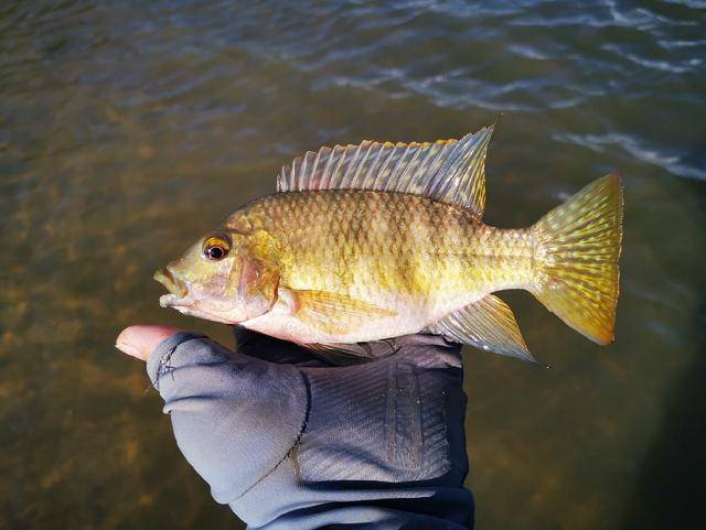 这条吉利慈鲷是我的开竿鱼,想不到后面这种鱼还钓了好多,并且个头不小