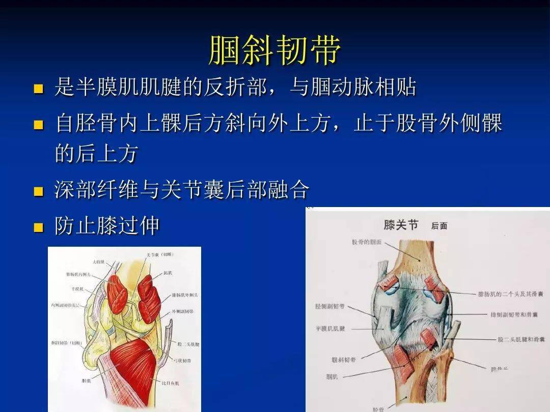 膝关节精细解剖