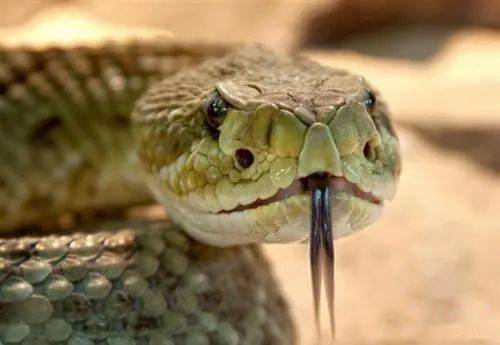 响尾蛇的天敌图片
