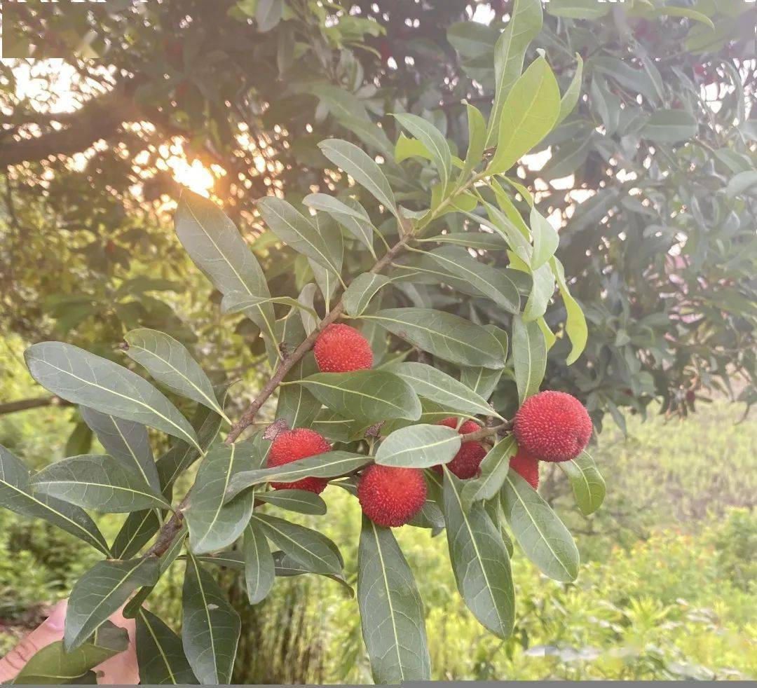 远志61印象夏天浙药和果实的碰撞