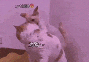 猫摇头GIF图片