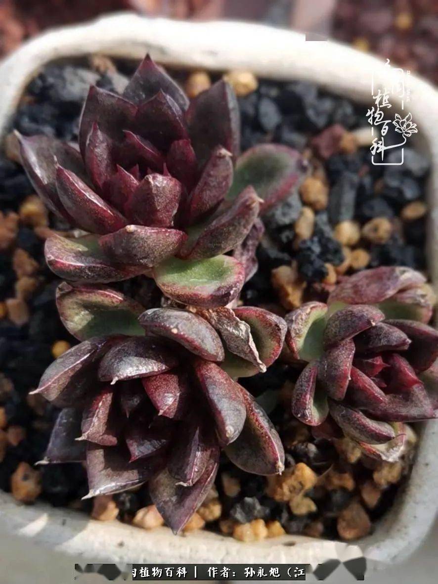 养多肉三年多九万里悟道终归诗酒田园