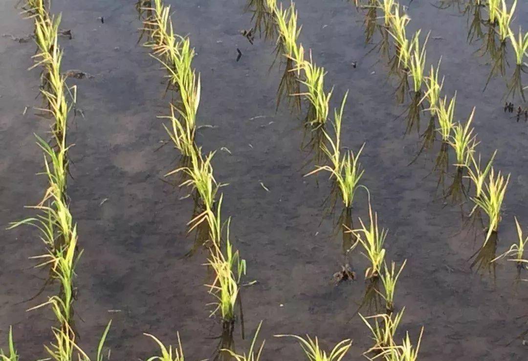 水稻肥害症状图片图片