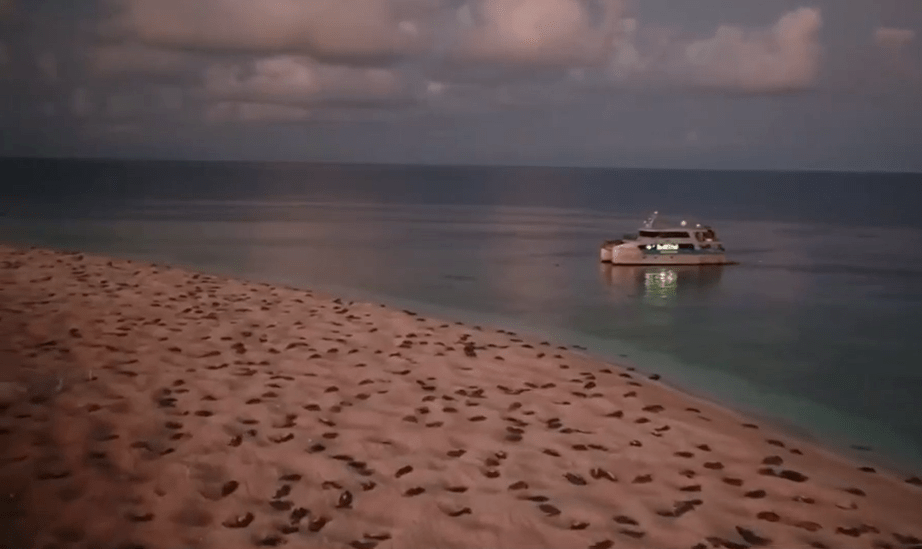 壮观航拍64万只绿海龟迁徙