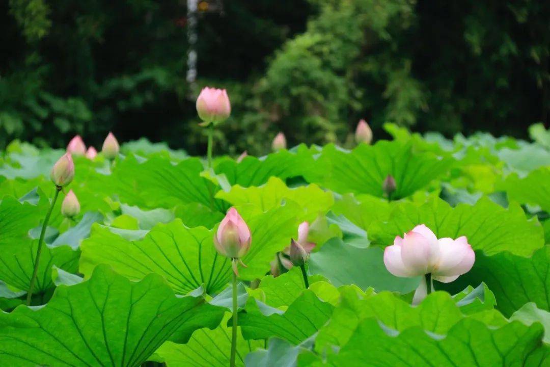 正是孟夏与仲夏交替的时节,位于公园黑松山南侧近1000㎡荷花池中的
