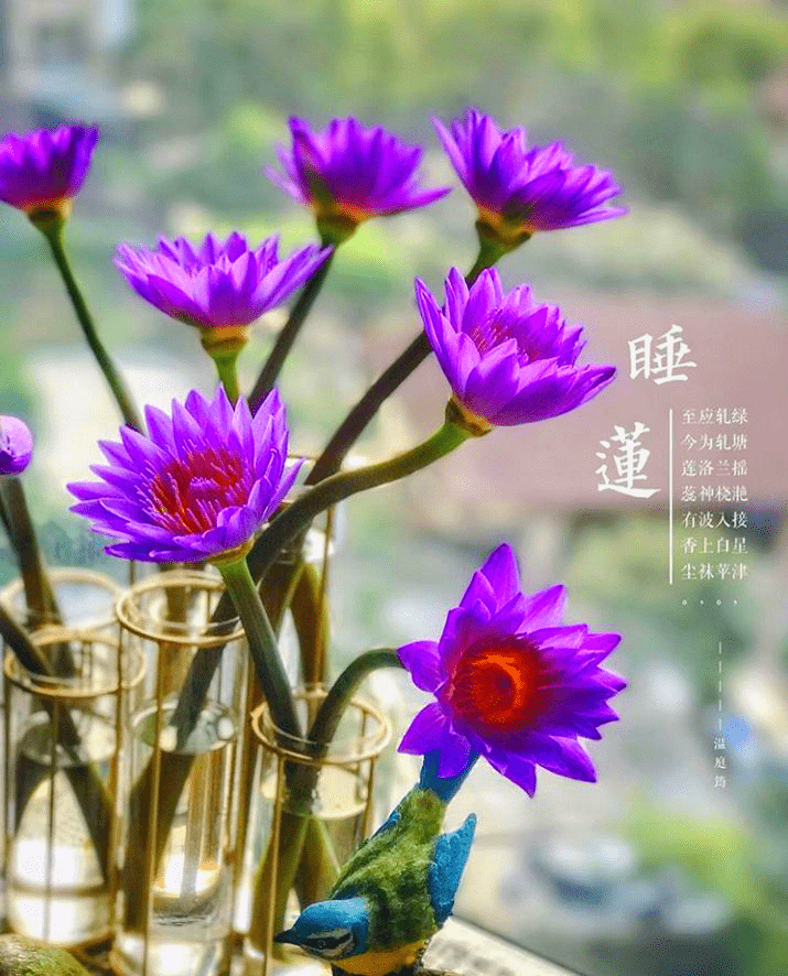 当初,佛祖释迦牟尼的家乡,盛产荷花