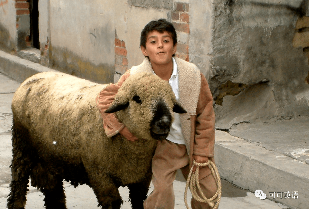 牧羊少年奇幻之旅想云游四方的男孩