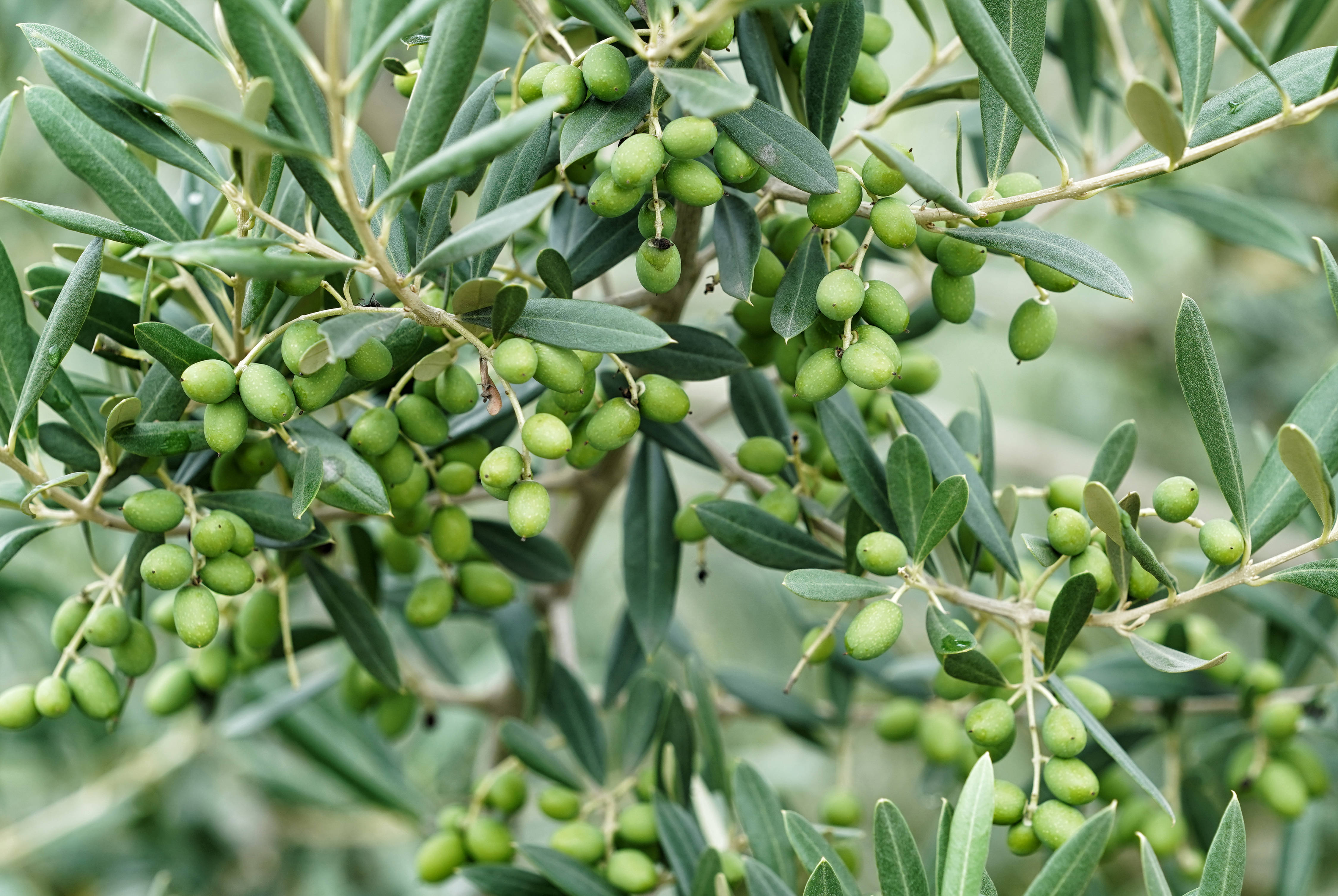 冕宁县宏模镇几个村引进油橄榄种植,采用矮化密植技术,建成连片高标准