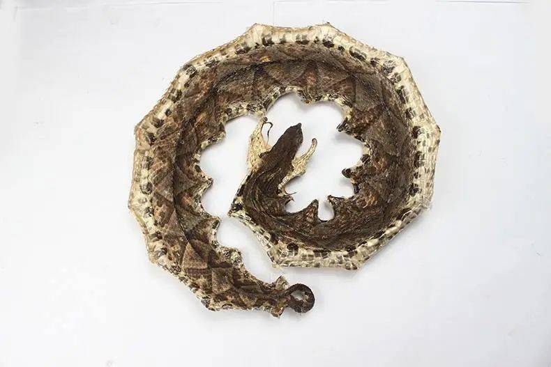 被称作"五毒"的中药你知道吗?